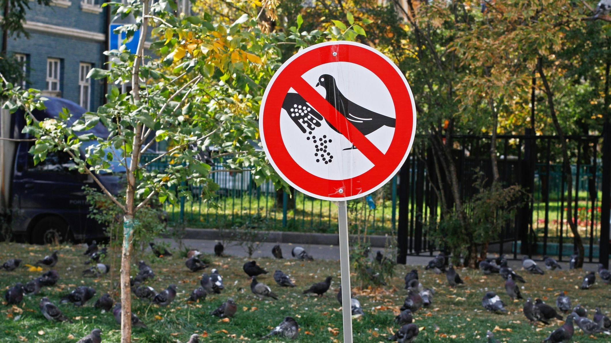 Eine Dame aus Frankenthal landete beinahe im Gefängnis, weil sie die Vögel fütterte. 