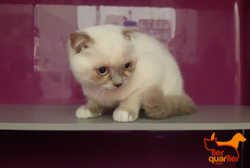 Das TierQuarTier Wien ärgert sich - binnen kürzester Zeit wurden fünf Rassekatzen ausgesetzt. 