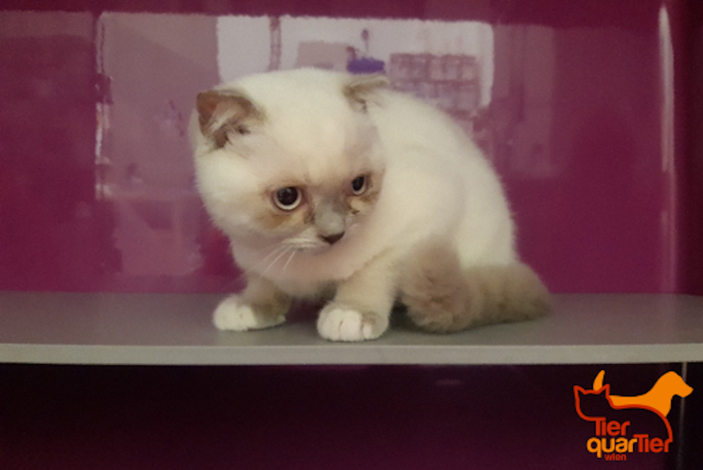 Das TierQuarTier Wien ärgert sich - binnen kürzester Zeit wurden fünf Rassekatzen ausgesetzt. 