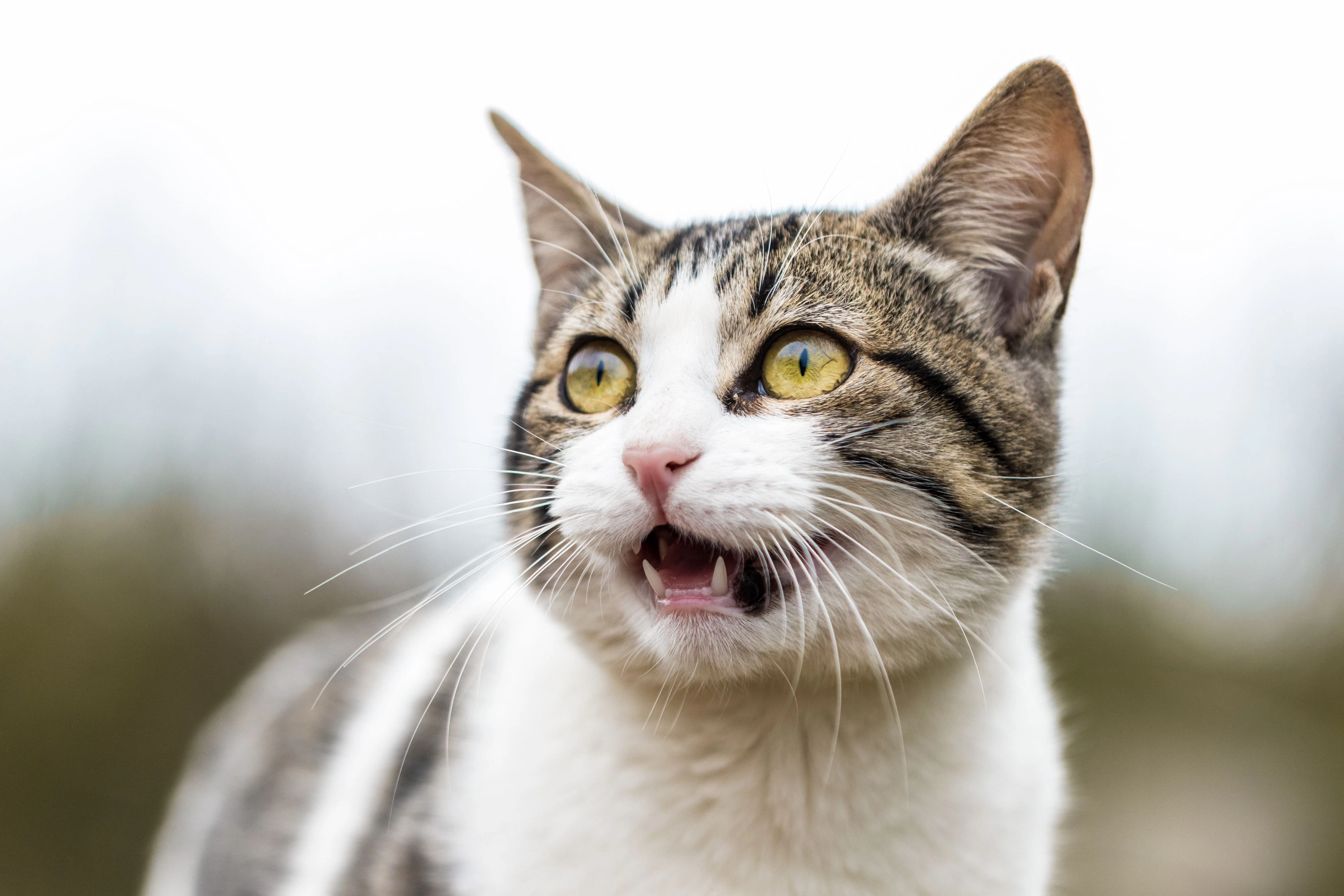 Nach einem enthaupteten Hasen wurde auch eine geköpfte Katze gefunden.