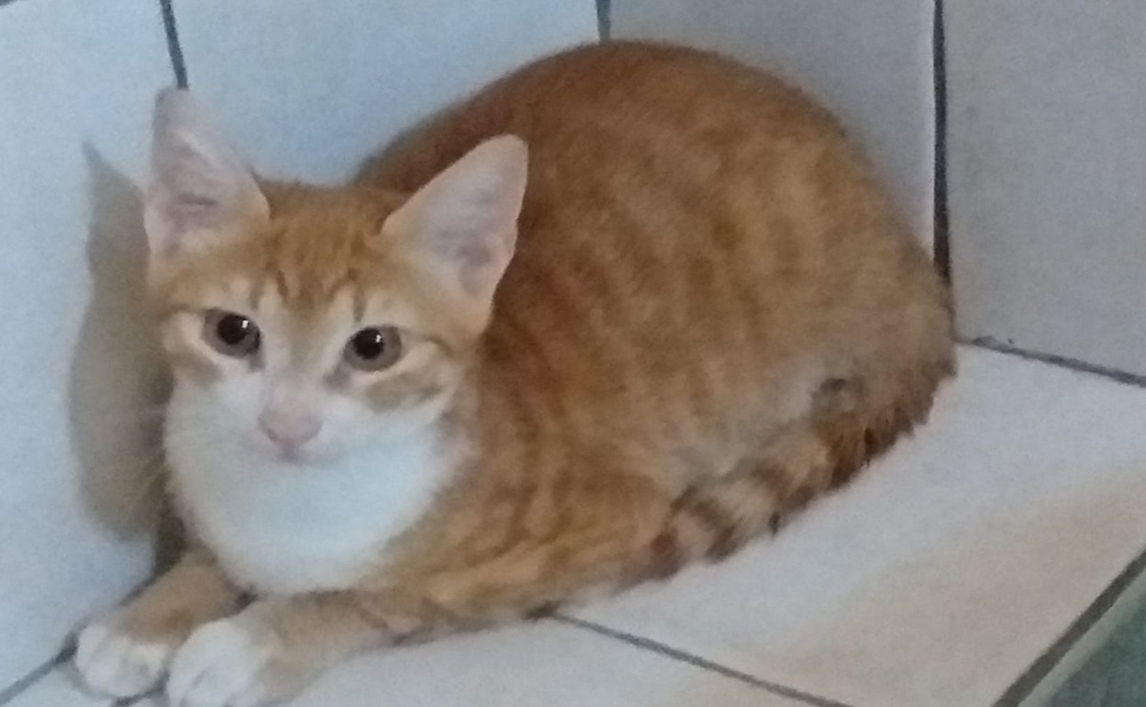 Auf einem Flüchtlingsboot von Tunesien nach Italien. Kätzchen "Putci" hat's geschafft. 