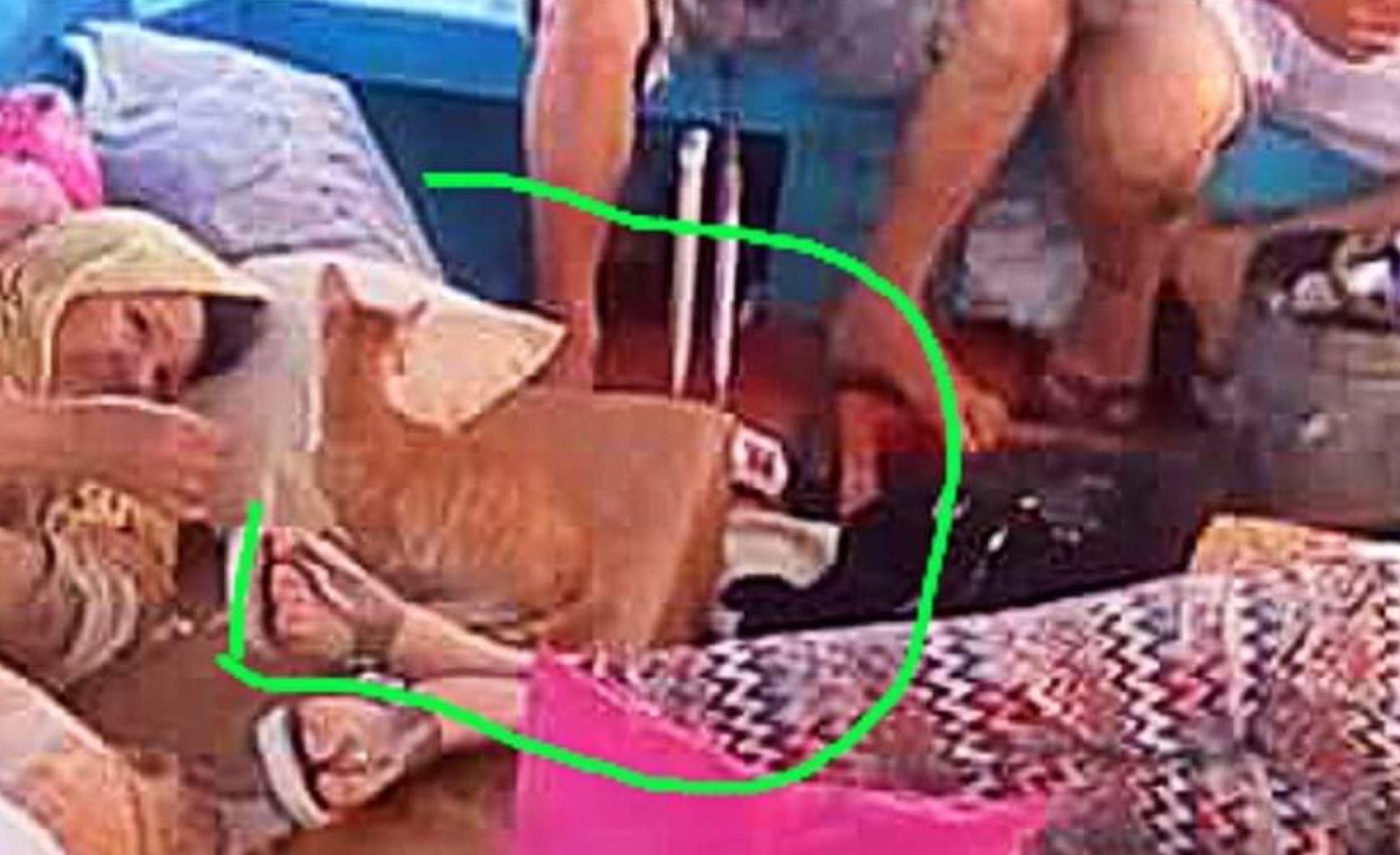 Hier sieht man den neugierigen Kater auf dem Flüchtlingsboot.