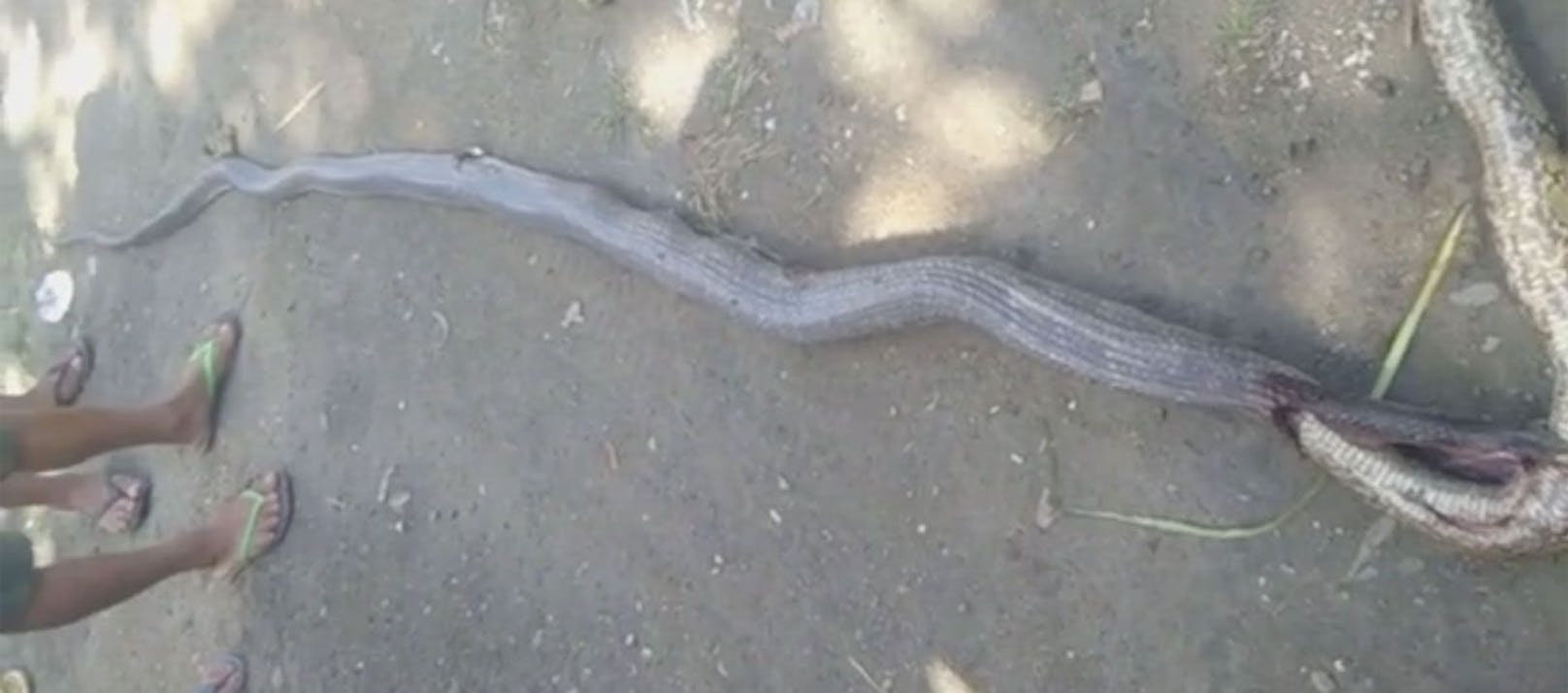 Die Cobra soll vier Meter messen, während die Python drei Meter lang ist.