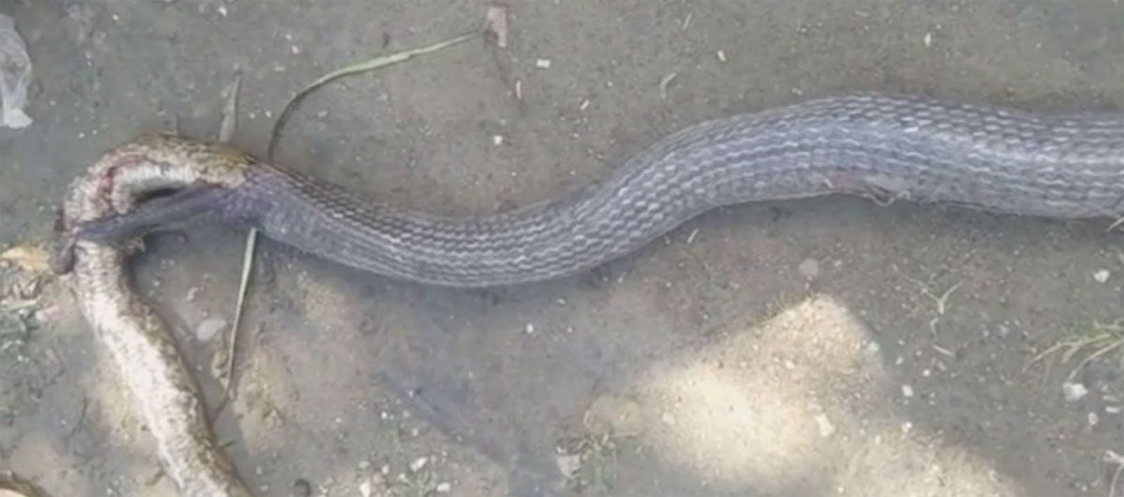 Auf den Philippinen&nbsp;entdeckten Einheimische&nbsp;zwei riesige Schlangen auf einem Reisfeld im Süden des Landes: Die Cobra war gerade dabei, die Python zu fressen. In Panik geraten töteten sie das giftige Raubtier, noch bevor es den Schwanz seines Opfers vollständig verschlungen hatte.