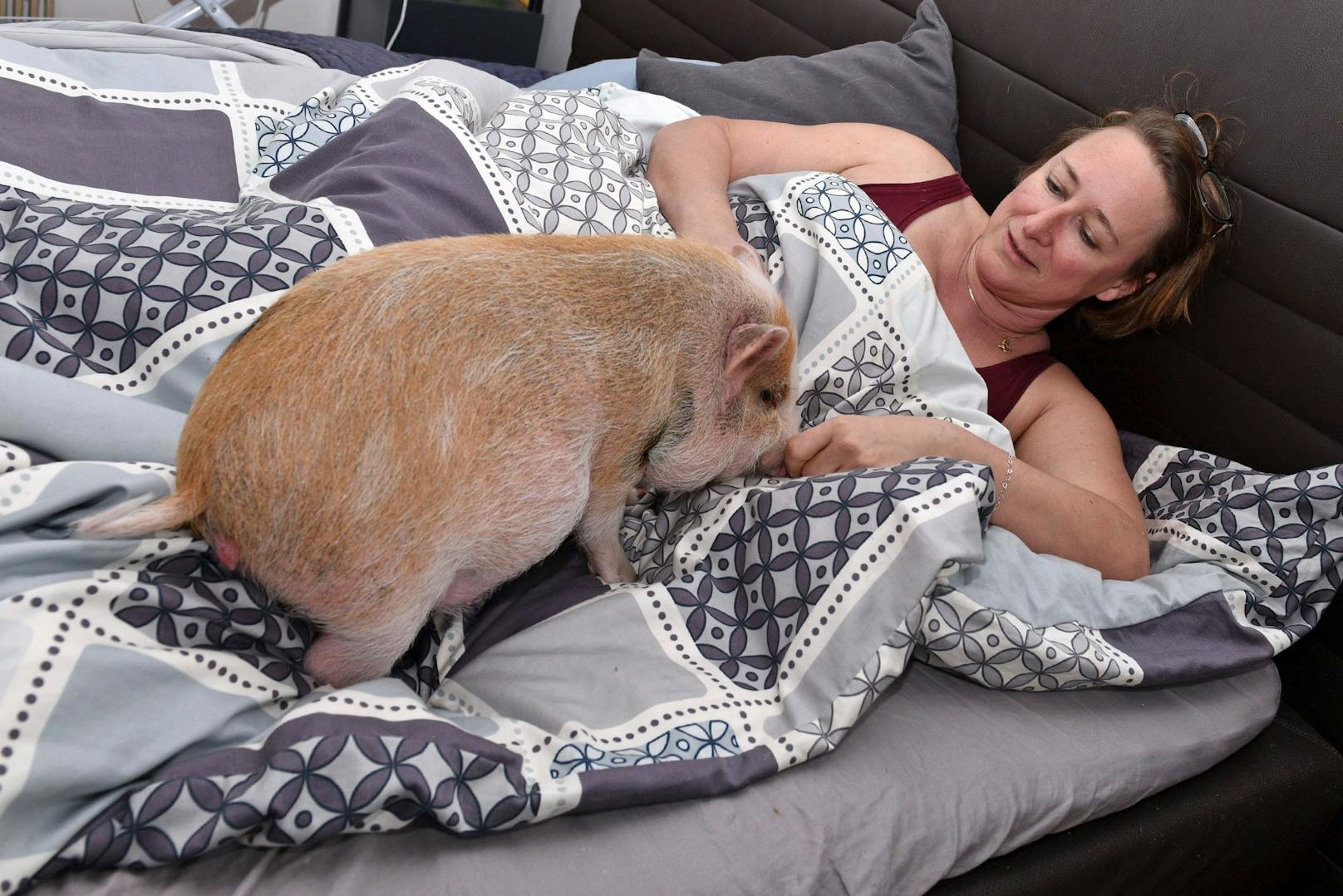 Schwein Marzipan schläft bei Ruth Stadlmann aus Bad Ischl im Bett.