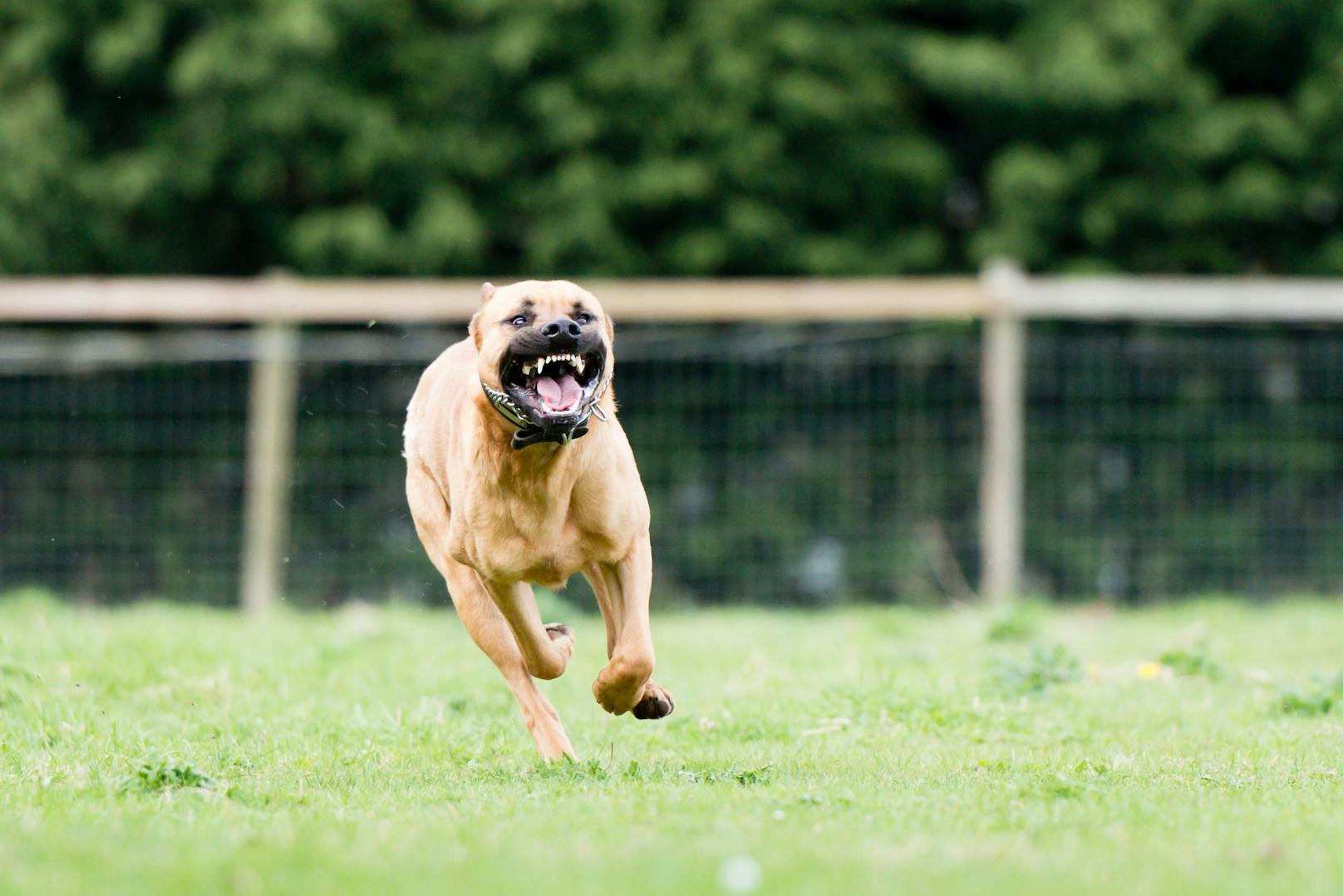 Ein Hund fletscht beim Laufen seine Zähne. (Symbolbild)