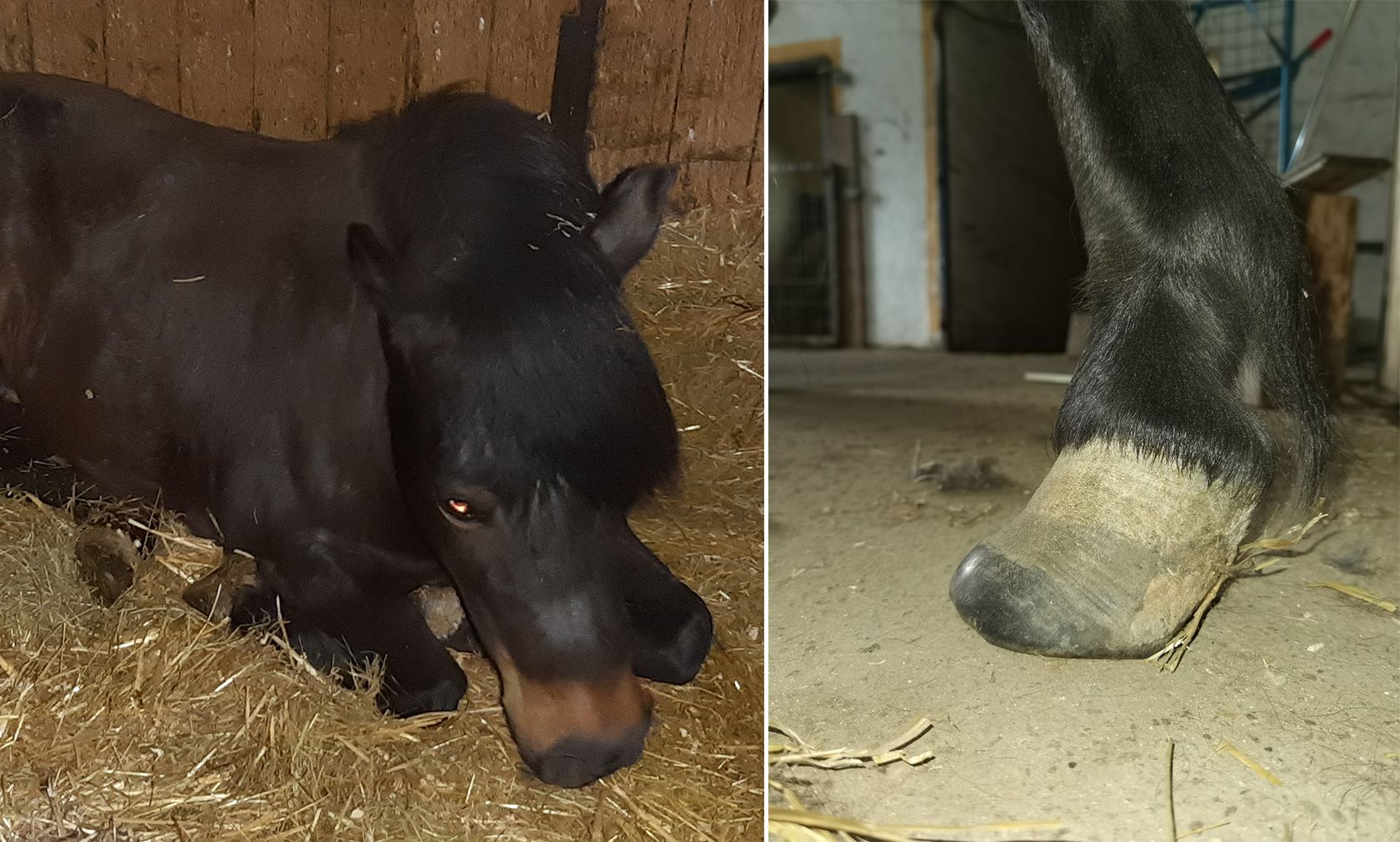Eine Ponystute und zwei Lipizzaner wurden schwer vernachlässigt. 