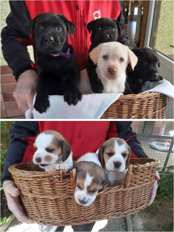 Die Welpen sollten nach Deutschland geschmuggelt werden.