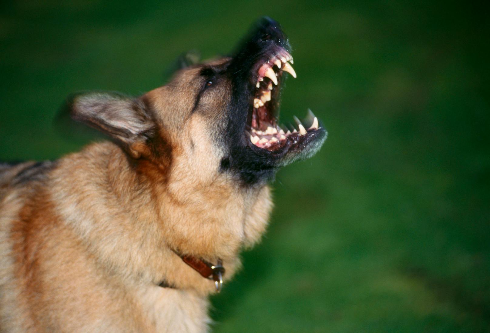 Ein Deutscher Schäferhund fletscht seine Zähne. Symbolbild