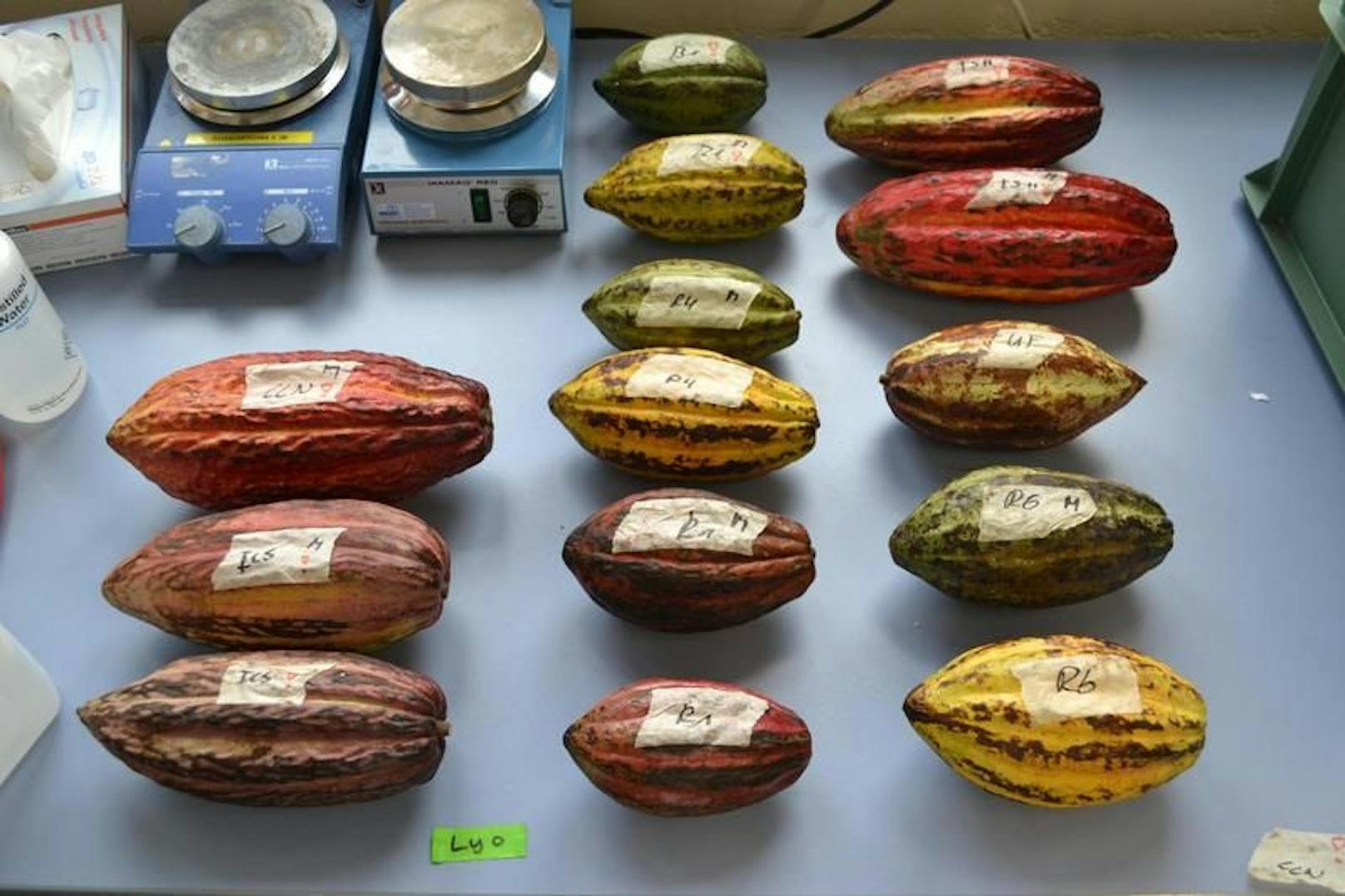 Zunächst werden die Kakaobohnen im Labor gereinigt…