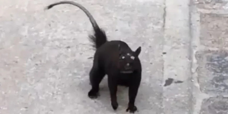 Mutierte Ratte mit drei Augen? Diese Kreatur sorgt bei Millionen für Aufregung!