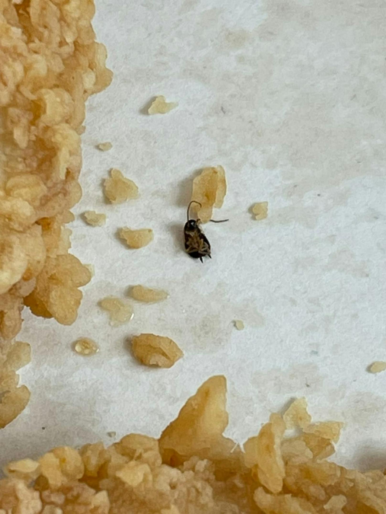 Dieses Insekt entdeckte der Leser in seinem Essen.