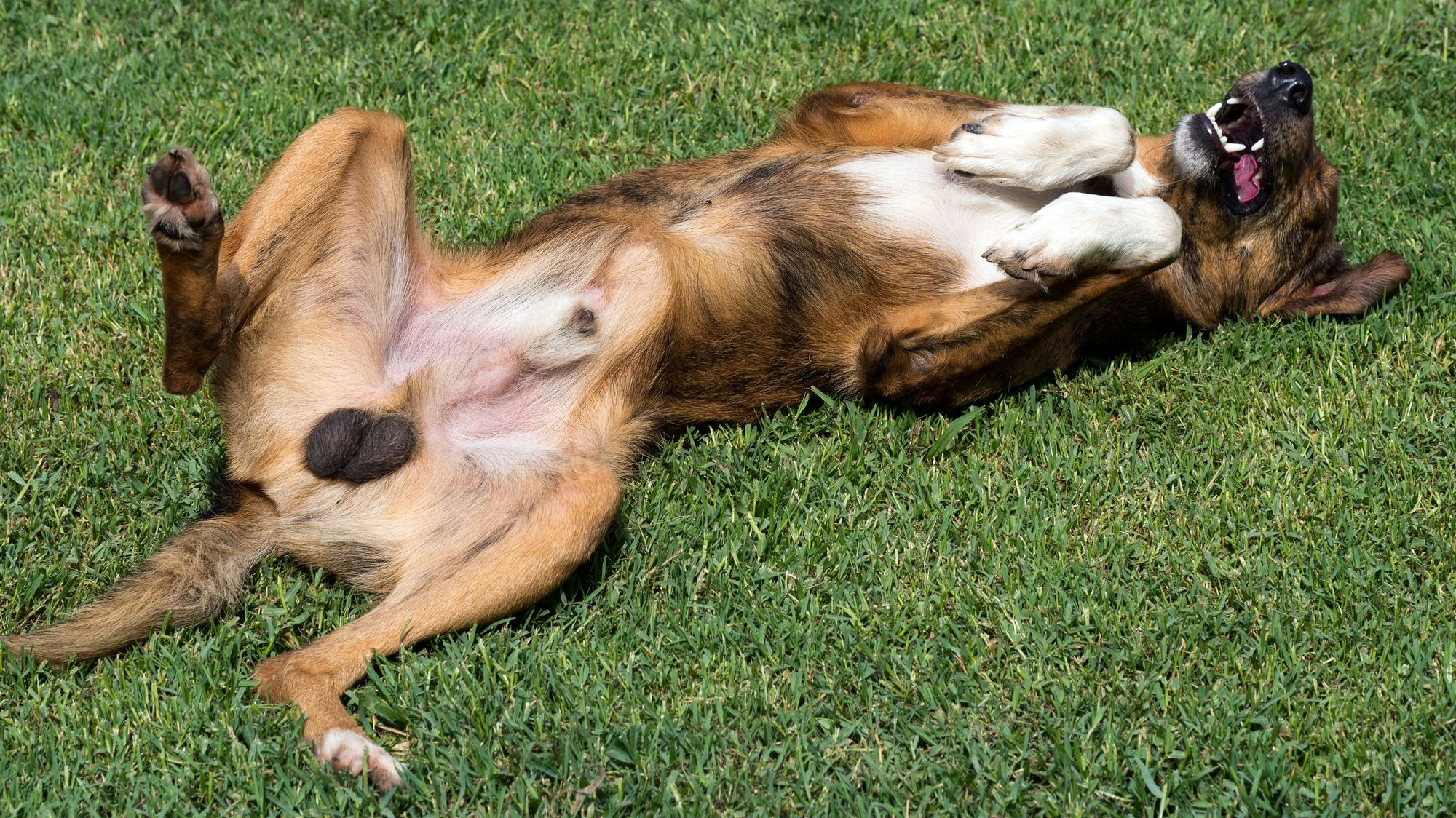 Die Hoden des Rüden wurden kleiner und er verlor vermehrt Haare... 