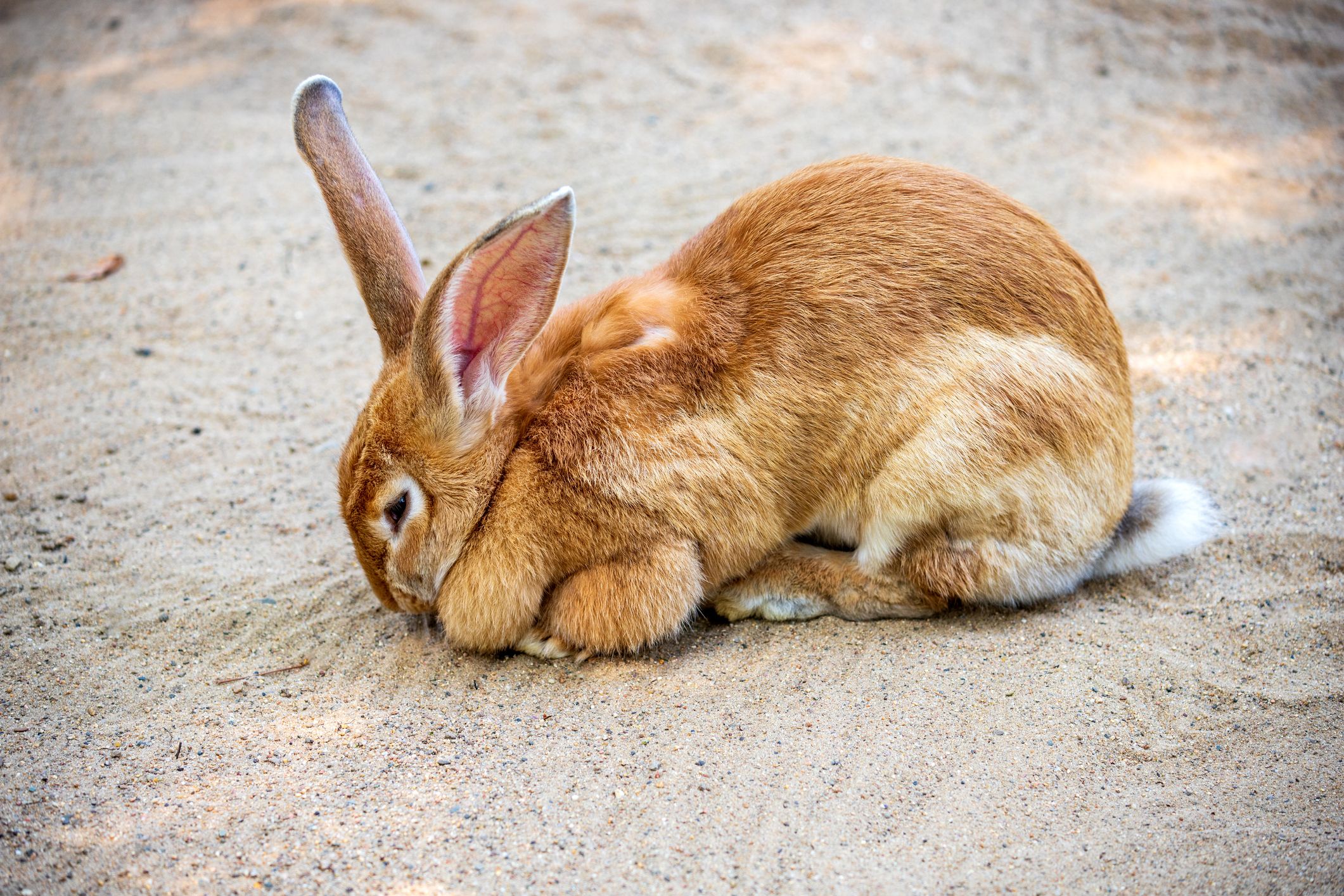 Der arme "Deutsche Riese" wurde ausgerechnet am Ostersonntag "entsorgt". 