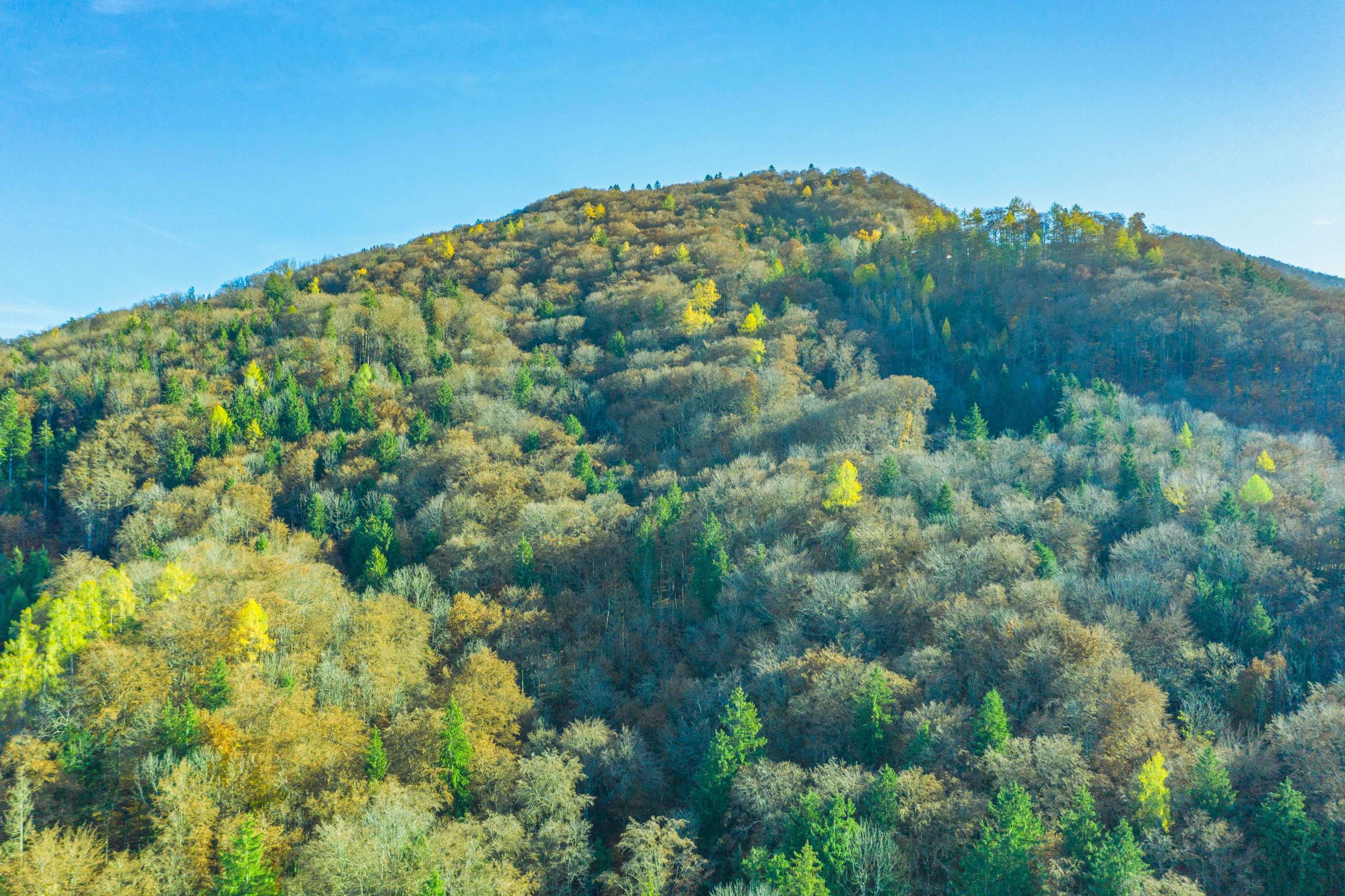 Herbstlicher Bergwald über dem Ortszentrum von Elsbethen der sich vom Hengstberg herunter zieht