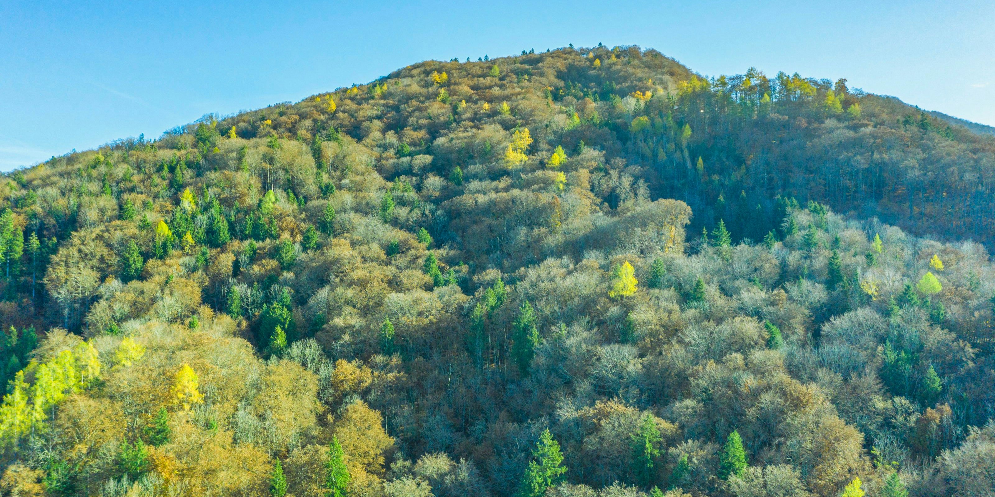 Herbstlicher Bergwald über dem Ortszentrum von Elsbethen der sich vom Hengstberg herunter zieht