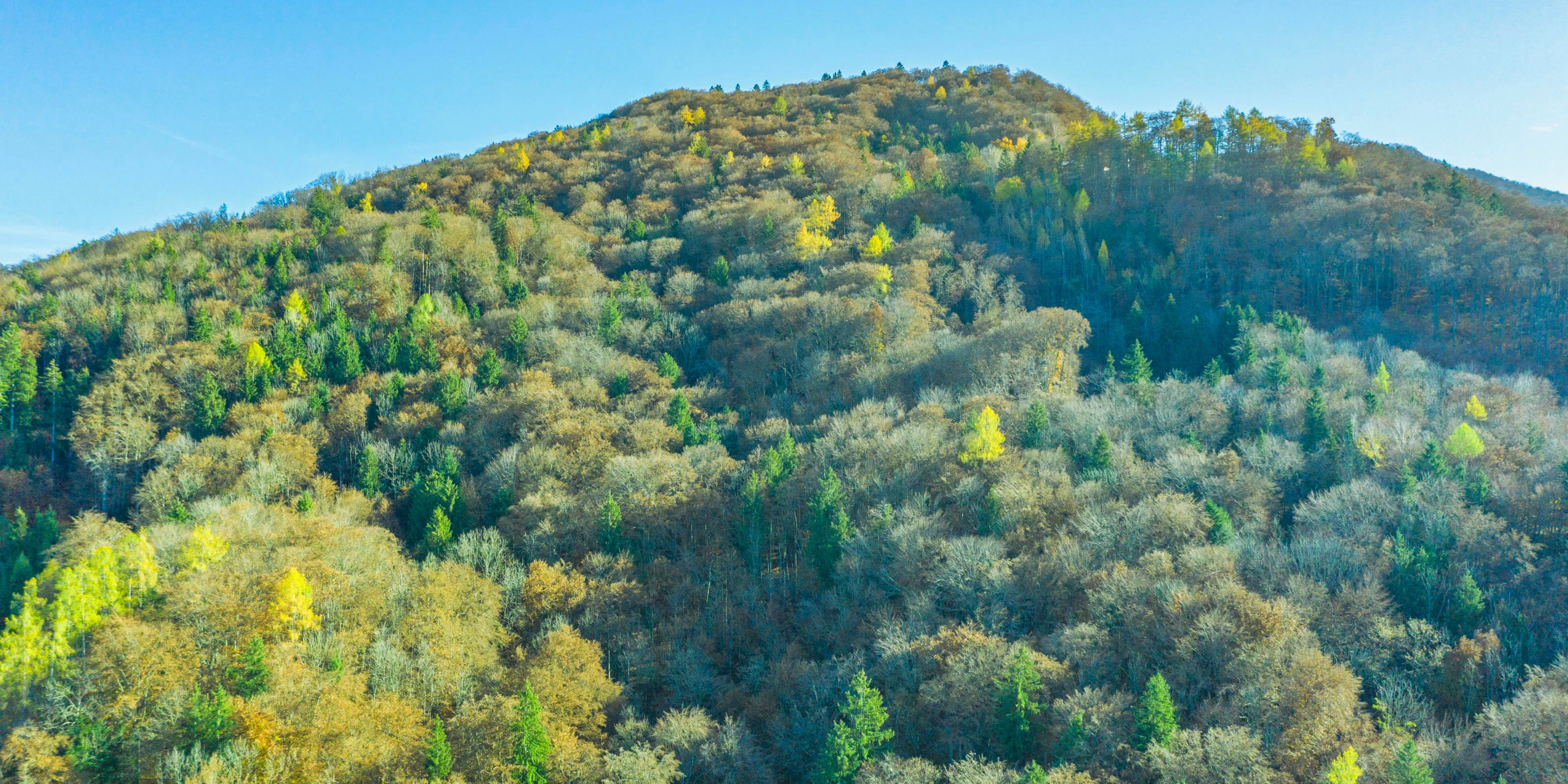 Herbstlicher Bergwald über dem Ortszentrum von Elsbethen der sich vom Hengstberg herunter zieht