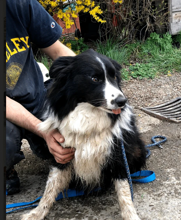Die Feuerwehr befreite den Hund aus dem Kanal.