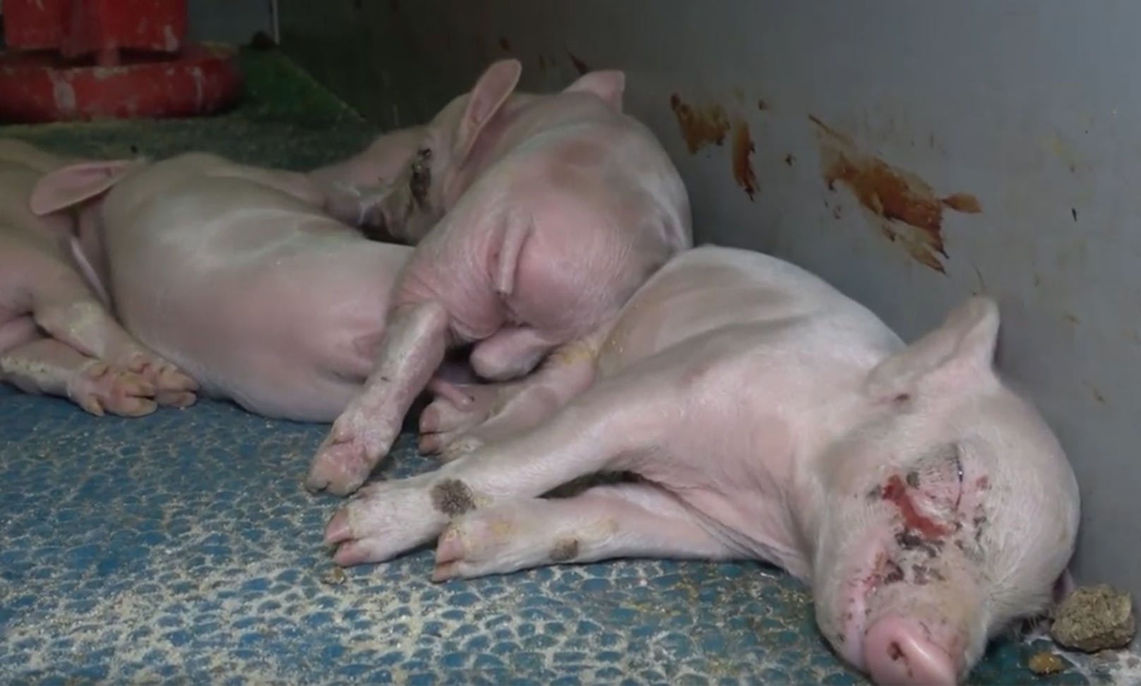 Der VGT deckte furchtbare Zustände in einem niederösterreichischen Schweinemast-Betrieb auf. 