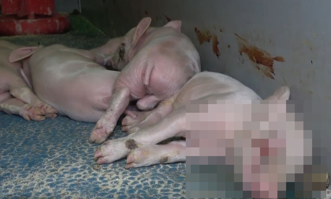 Heute.at - Ferkel verwesten tagelang neben ihren Müttern