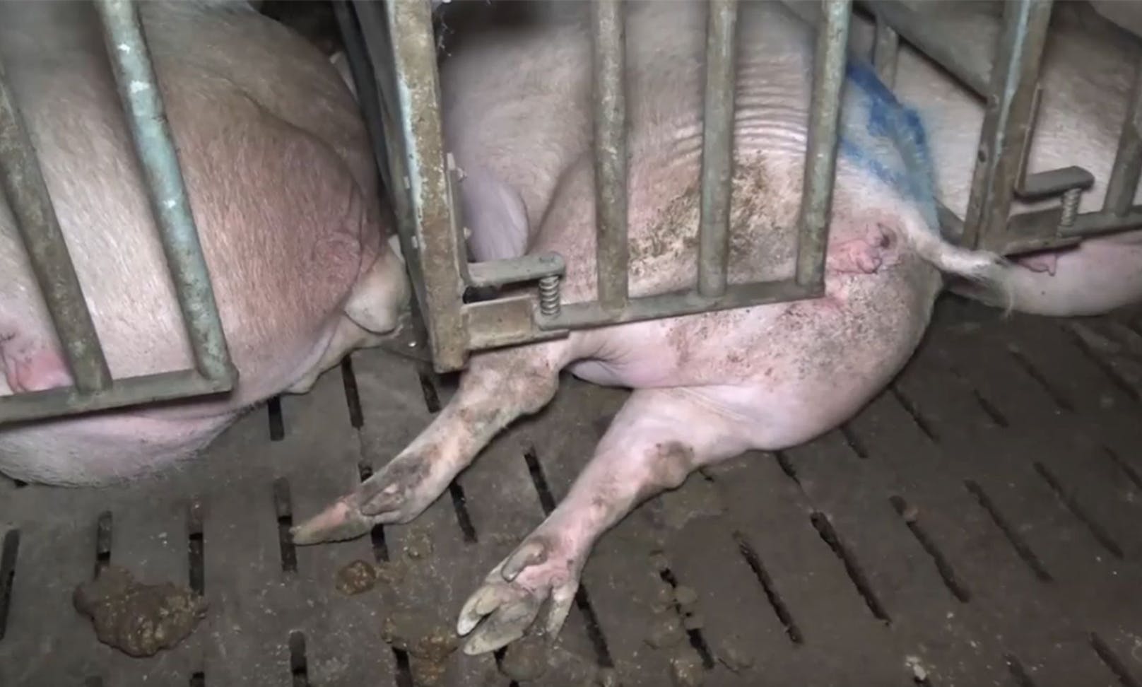 Teilweise liegen auch tote Schweine und verwesende Ferkel in den Käfigen. 
