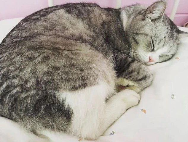 Der Kater wird seit drei Tagen vermisst.