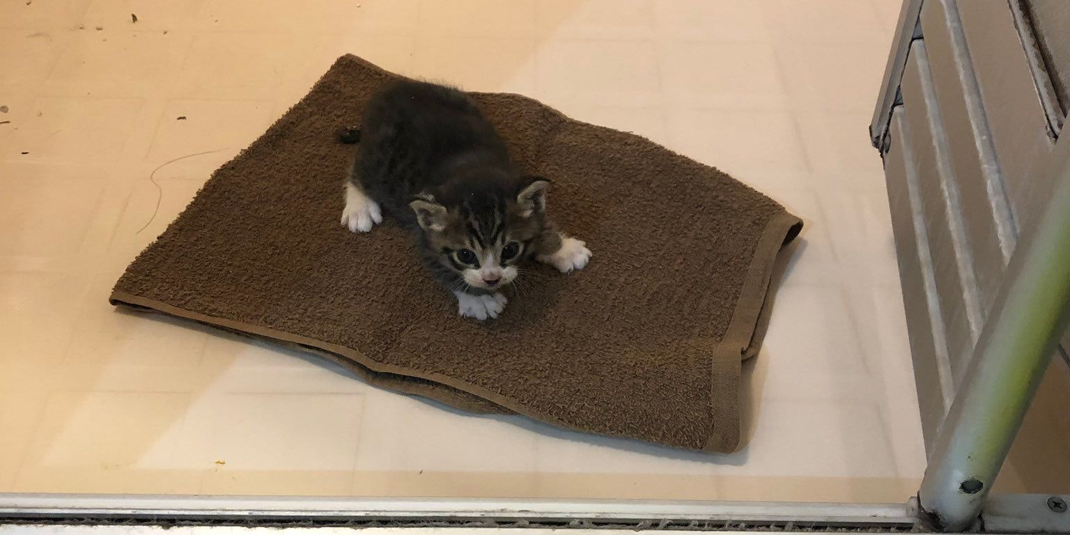 Zuckersüßes Kätzchen. Nun geht es dir gut. 