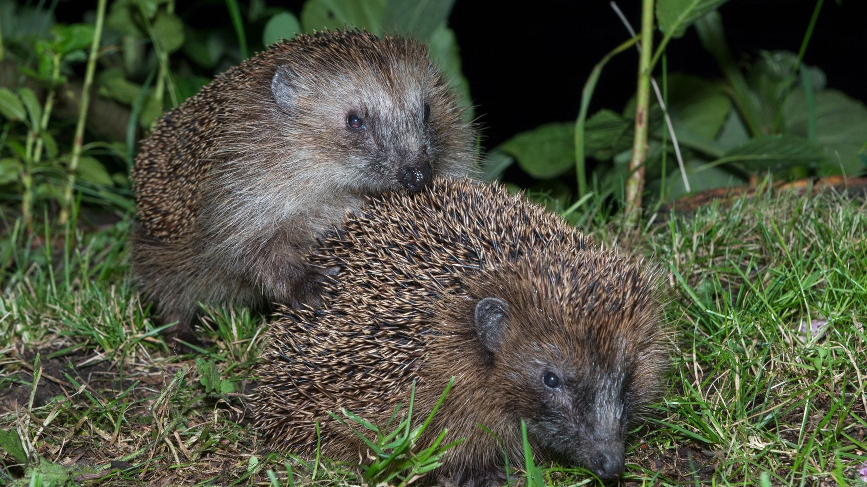 Tja, hier handelt es sich wohl um eine sehr stachelige Angelegenheit. 