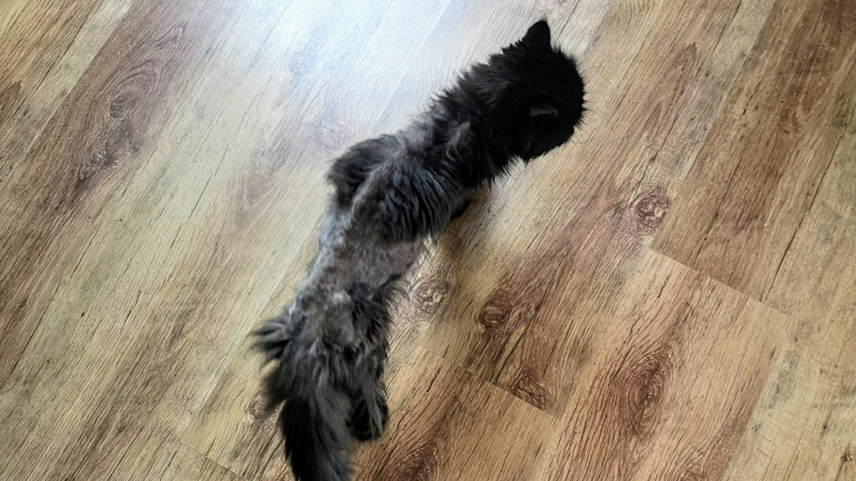 Nachdem der Perserkatze das Fell das nur noch aus Filzklumpen bestand geschoren wurde, konnte man sehen wie unterernährt sie war. 