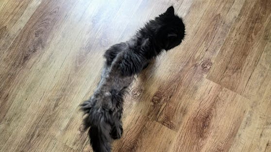 Nachdem der Perserkatze das Fell das nur noch aus Filzklumpen bestand geschoren wurde, konnte man sehen wie unterernährt sie war.