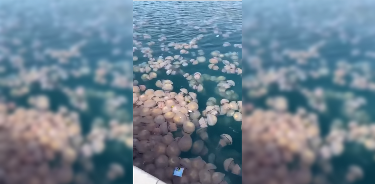 Das Meer vor Lignano gehört aktuell den Quallen