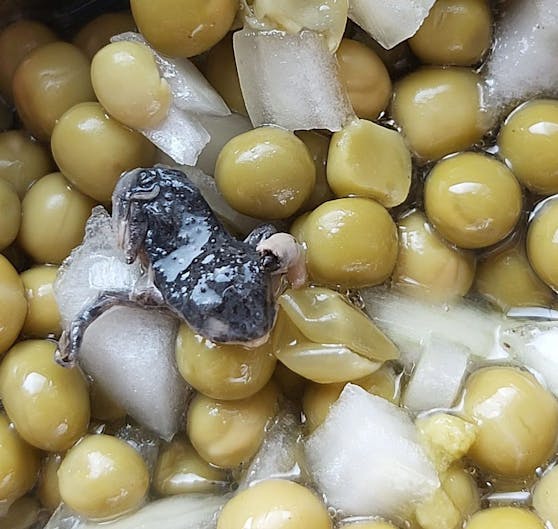 Ein Leser fand einen Frosch in seinem Salat.
