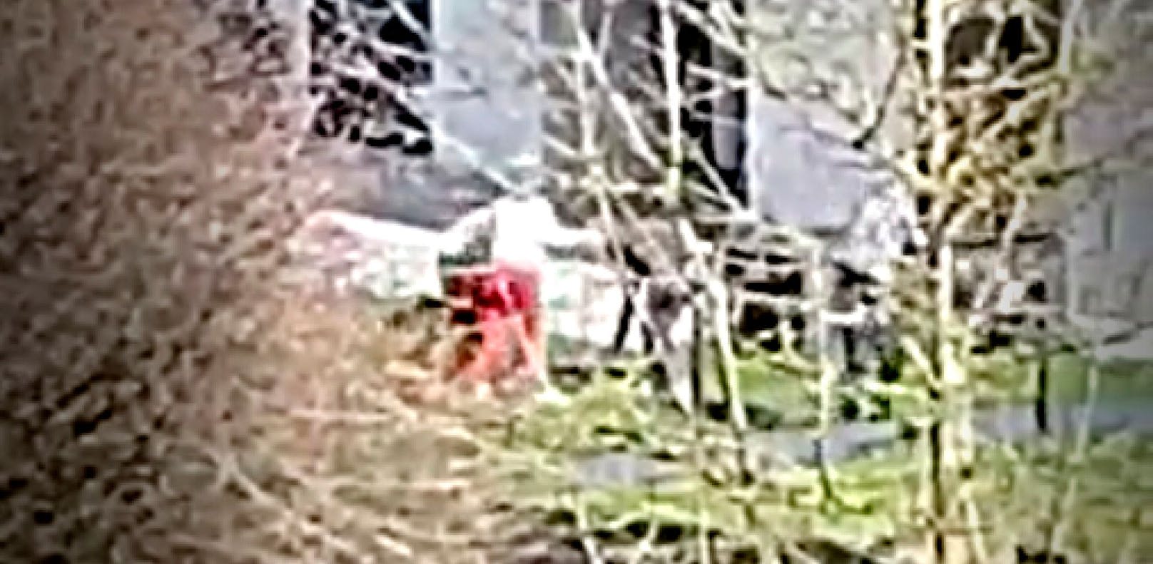 Ein Ausschnitt aus einem der Videos. Die Aufnahmen zeigen, wie mehrere Personen auf Hunde einschlagen.