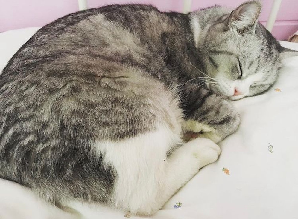 Auf zur Such- und Rettungsaktion von Kater 