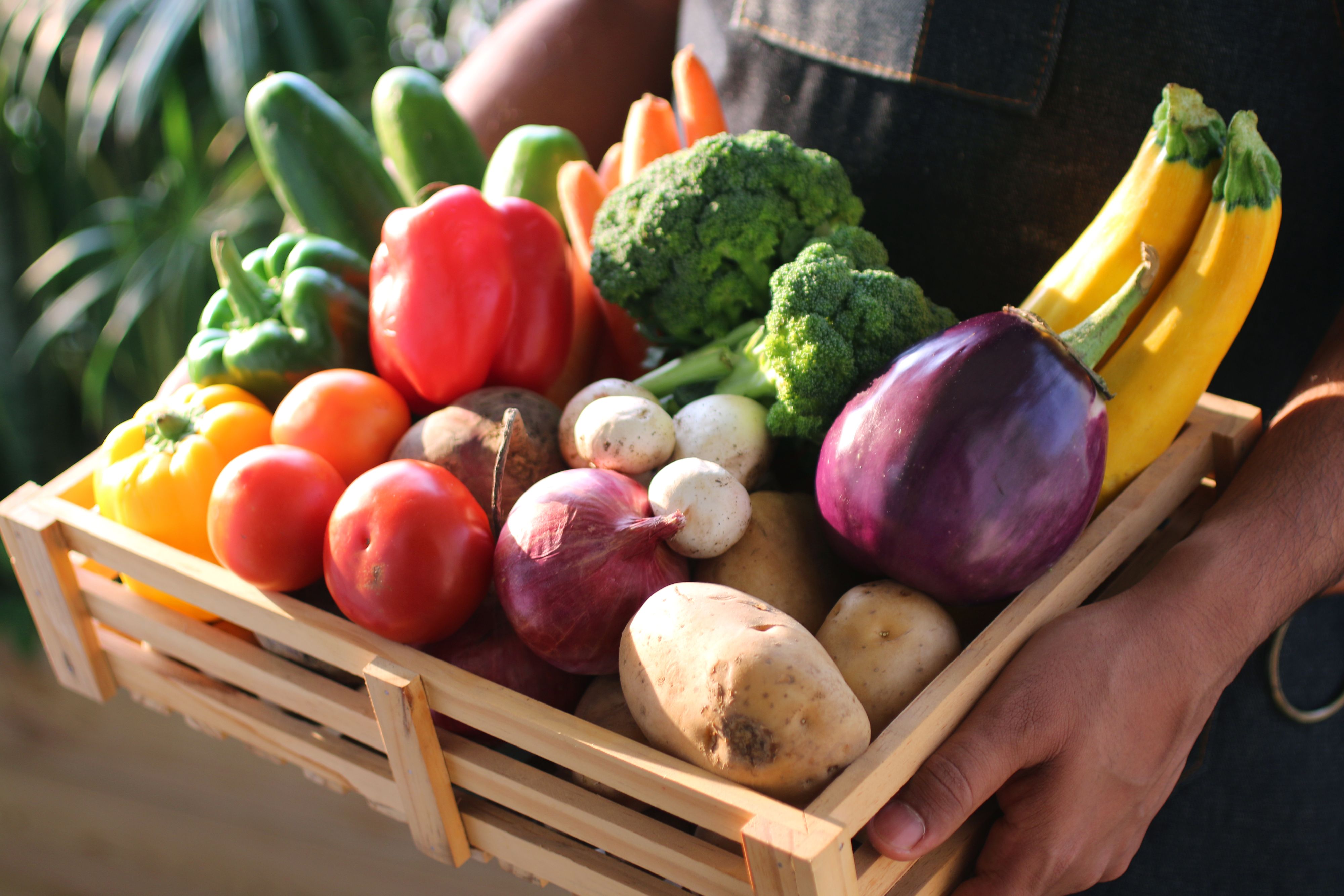Stock photo showing close-up view of wooden crate full of fresh fruit and vegetables including potatoes, red onions, tomatoes, mushrooms, yellow, green and red bell peppers, beetroot, aubergines, courgettes, broccoli, carrots and cucumbers held by unrecognisable person.