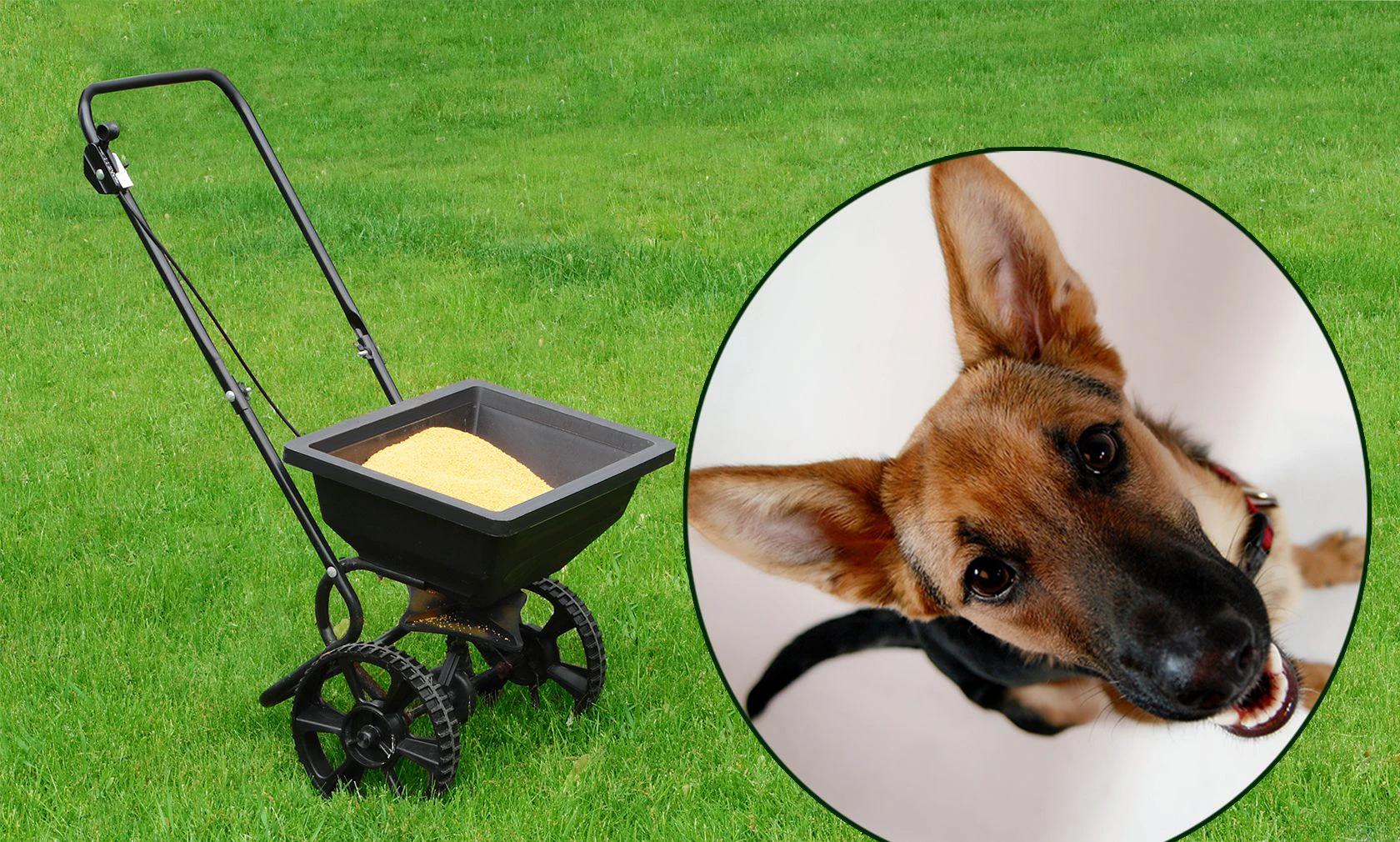 Haustiere  Ist Rasendnger giftig fr meinen Hund? | Heute.at