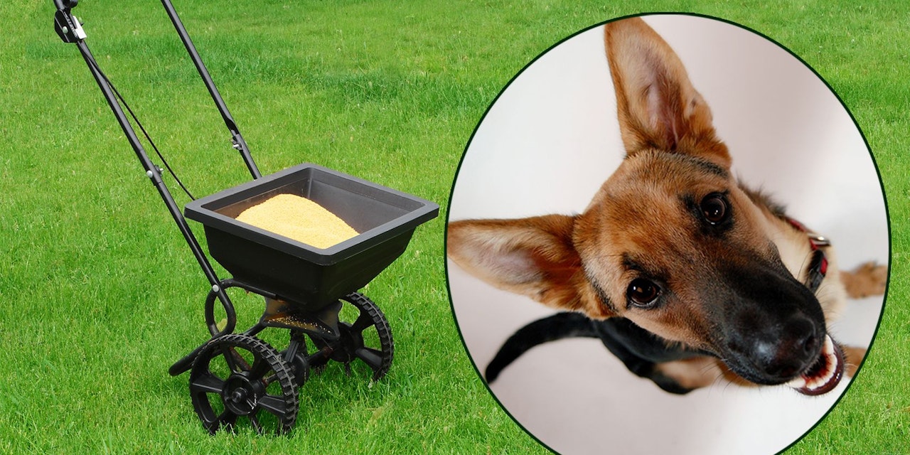 Ist Rasendünger giftig für meinen Hund? Haustiere heute.at