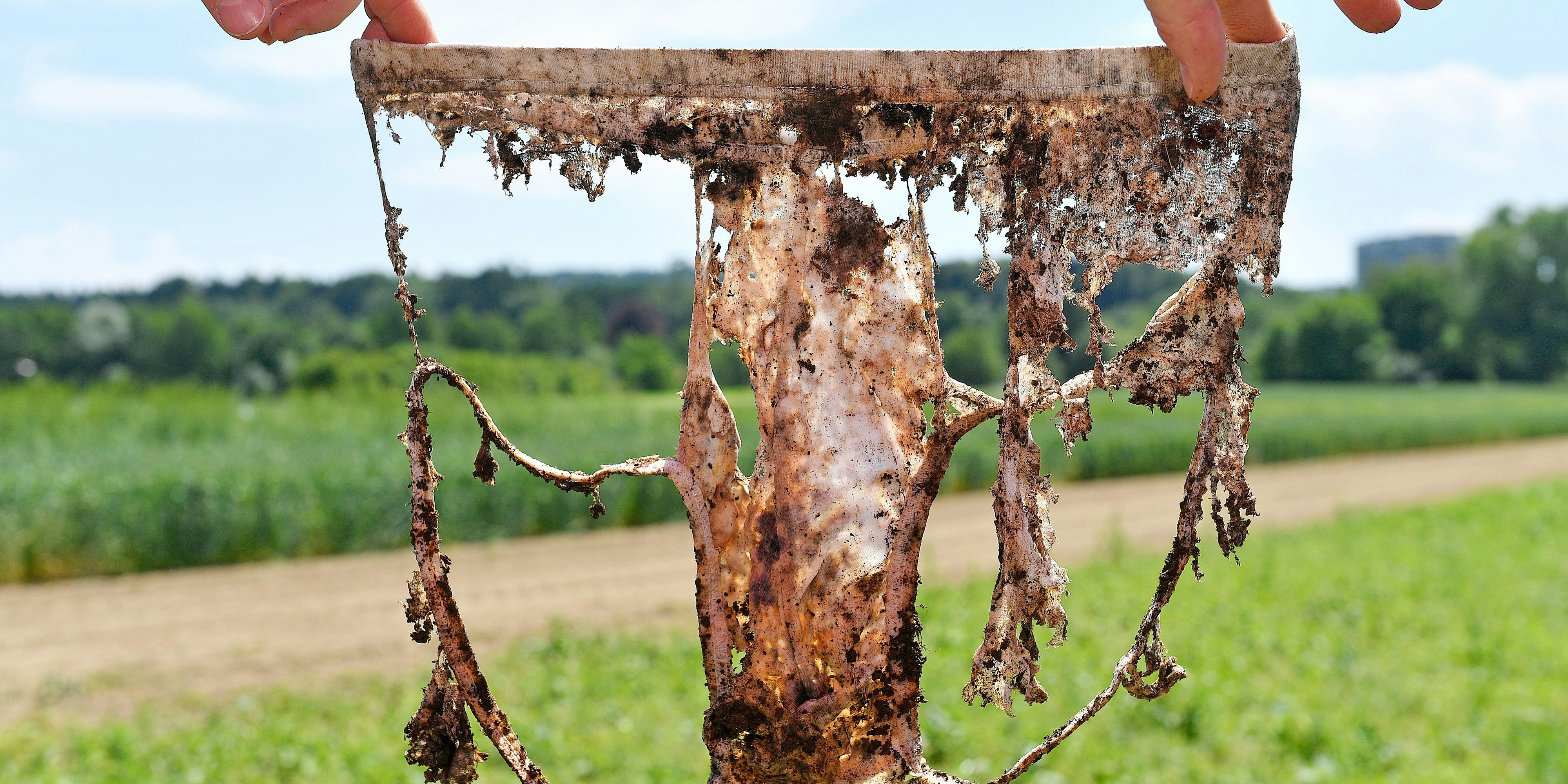 Eine Unterhose, die zwei Monate unter der Erde war auf dem Gelände von Agroscope in Zürich (Schweiz)