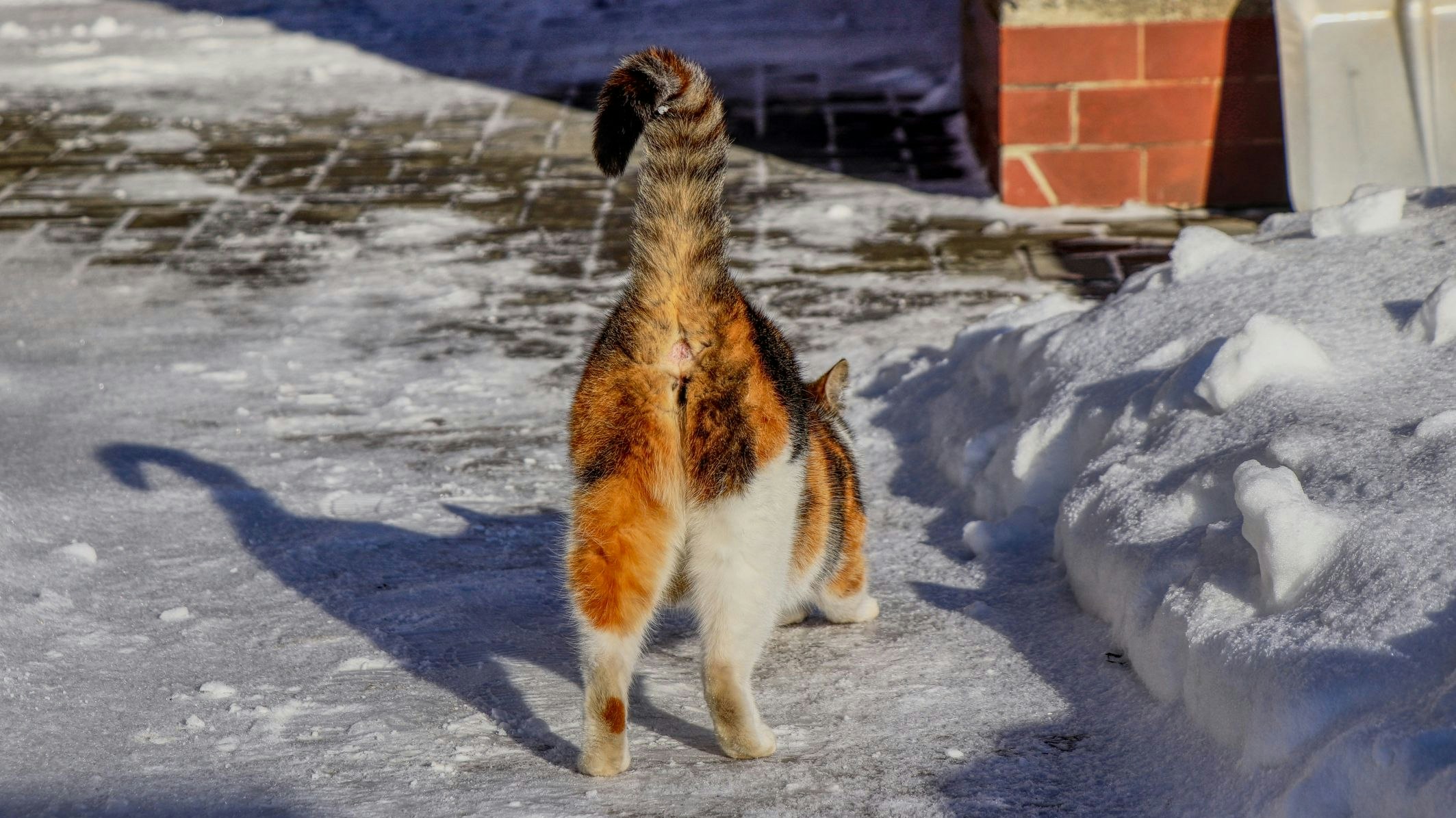 Katzenhalter kennen es alle. Beim Kraulen der Samtpfote recken sie uns gerne den Popo ins Gesicht. 