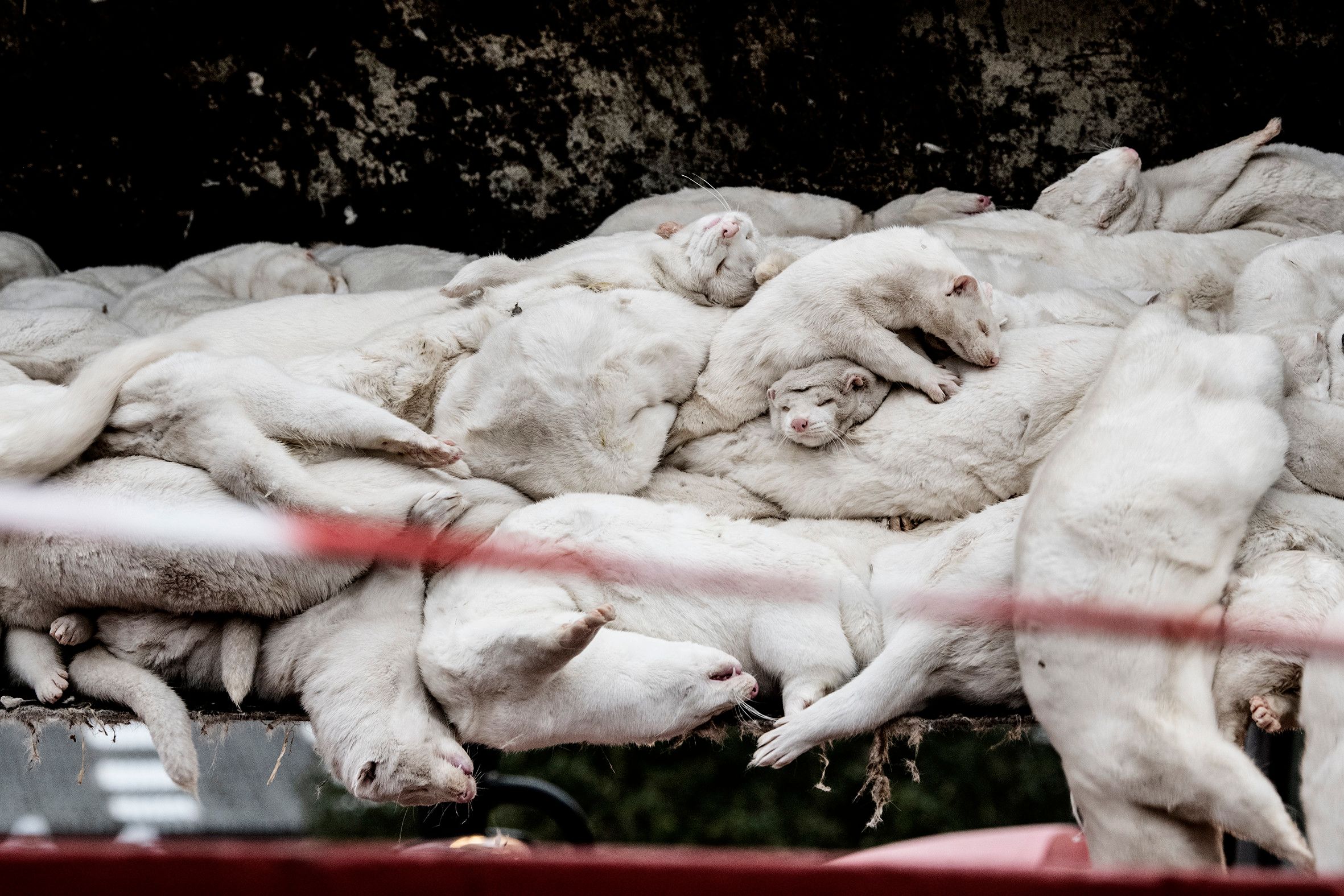 Den Pelzfarmen in Dänemark winken staatliche Förderungen in Milliardenhöhe. 