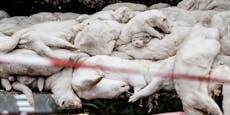 Echt jetzt? Milliarden für Pelzfarmen in Dänemark