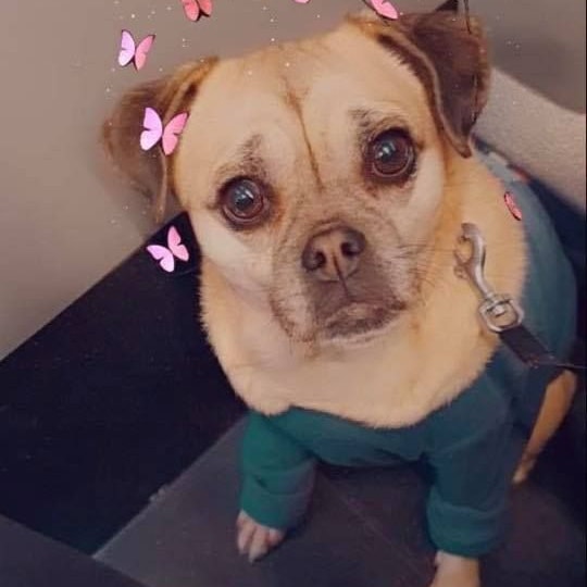 Der Hund wurde zuerst abgegeben und dann weiter verkauft.