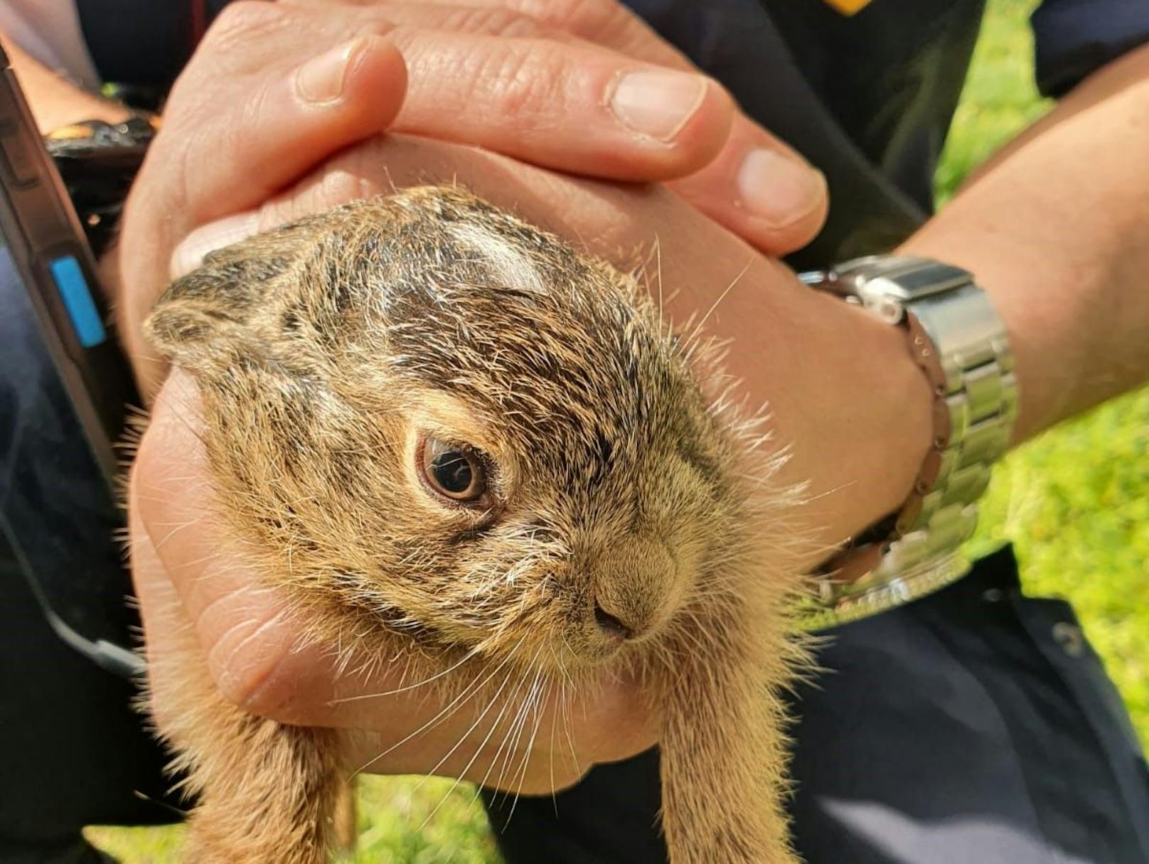 Organe der Wiener Parkraumüberwachung konnten den jungen Hasen retten. 