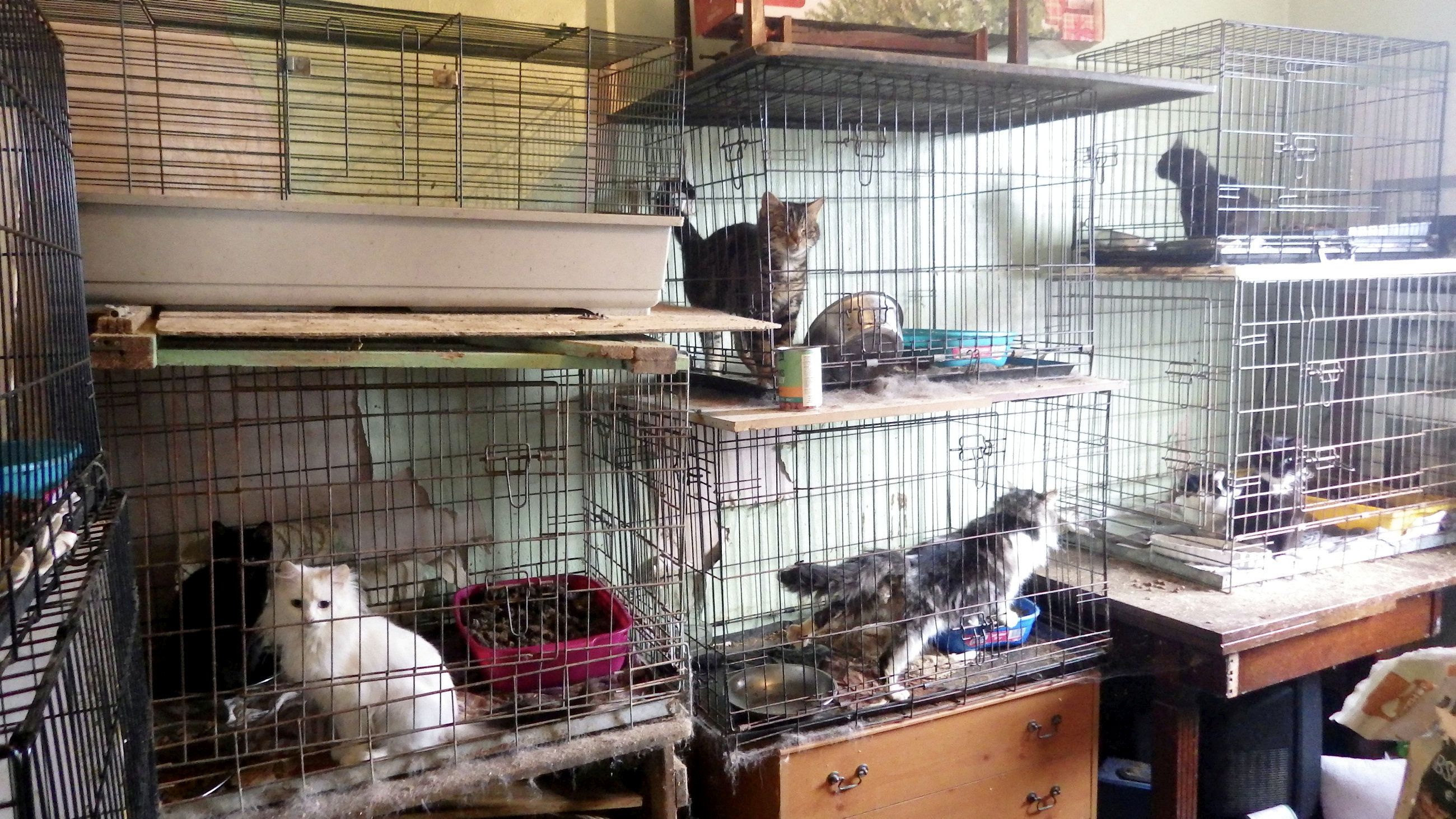 In Hasenkäfigen waren insgesamt neun Katzen in einem Zimmer aufgestapelt. 