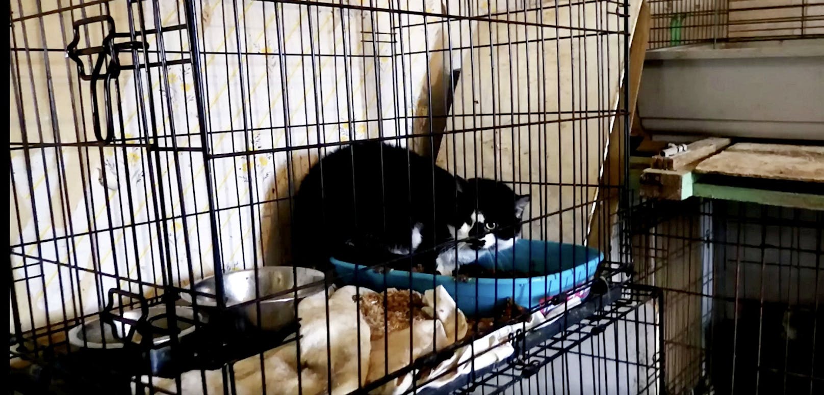 Neun Katzen wurden in solchen Käfigen gehalten. 