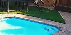 Hund fiel in Pool, doch was dann geschah war heldenhaft