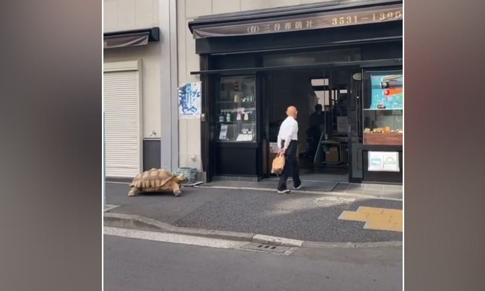 Sein Herrchen Mitani Hisao ist jeden Tag etwa ein Stunde im Schildkrötentempo mit seinem Freund unterwegs. 