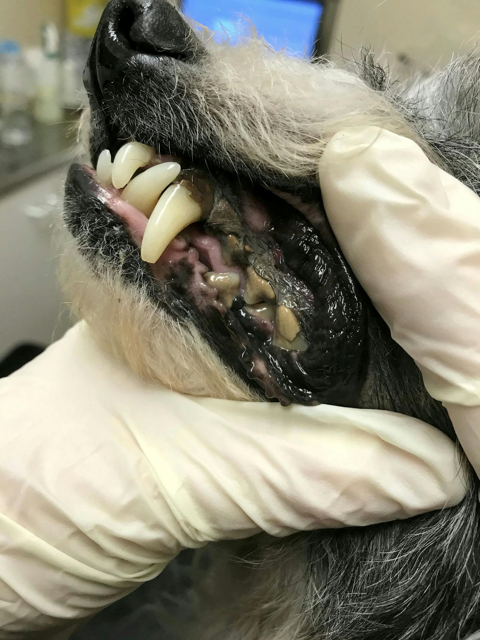 Auch Hunde wurden vernachlässigt, wie Terrier "Dudley" der Zahn-, Haut- und Augenprobleme hatte. 