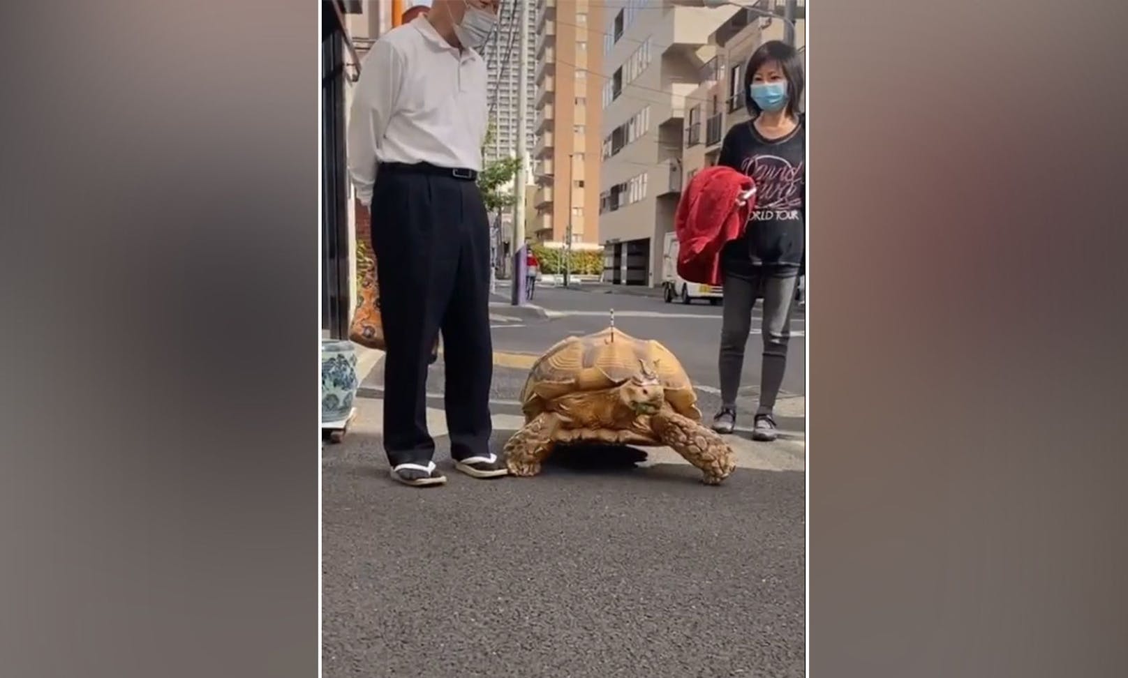 Schildkröte "Bon-Chan" ist bereits 25 Jahre alt und stolziert täglich durch Tokio. 