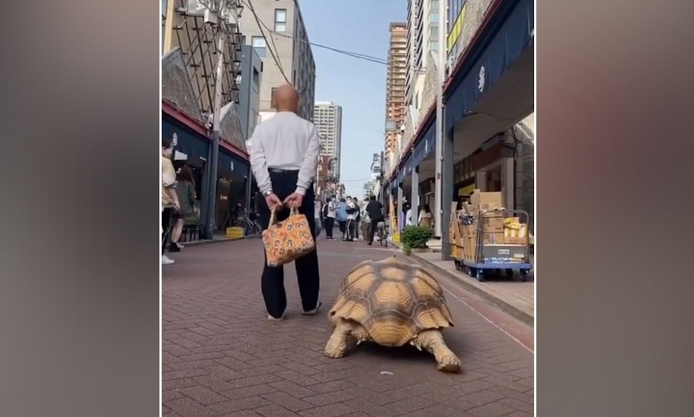 Herrchen Mitani Hisao geht seine Riesenschildkröte täglich 
